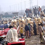 Vendors displaying potato sacks for biding at vegetable Market