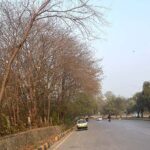 A view of dry Trees at the roadside greenbelt in the Federal Capital near G-9.