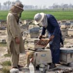Farmers are busy collecting honey from the honey boxes at roadside setup