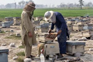 Farmers are busy collecting honey from the honey boxes at roadside setup