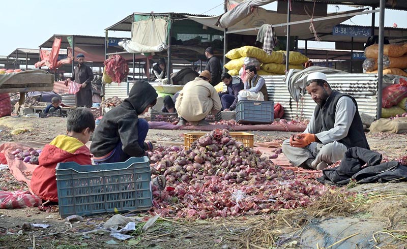 A Laborer busy sorting good quality onions at vegetables Market in Federal Capital