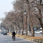 A view of leafless trees at roadside greenbelt in Federal Capital.