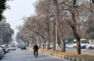  A view of leafless trees at roadside greenbelt in Federal Capital.
