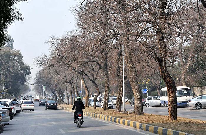 A view of leafless trees at roadside greenbelt in Federal Capital.