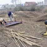 Workers are busy in making traditional curtains (chik) in their daily routine at their work place