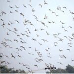 An attractive view of flocks of Siberian migratory birds flying over the sky in the city.