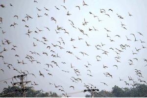  An attractive view of flocks of Siberian migratory birds flying over the sky in the city.
