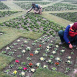 PHA workers busy sapling mini plants at local park near Railway Station.