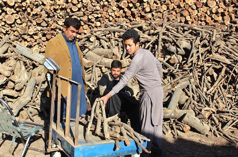 People buying woods for fire fuel as cold weather hit the provincial capital