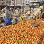 Labourer women busy packing the tomatoes in the wood box at vegetables market.