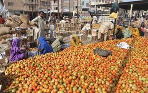  Labourer women busy packing the tomatoes in the wood box at vegetables market. 