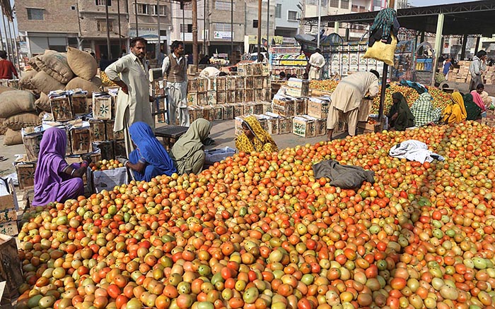 Labourer women busy packing the tomatoes in the wood box at vegetables market.