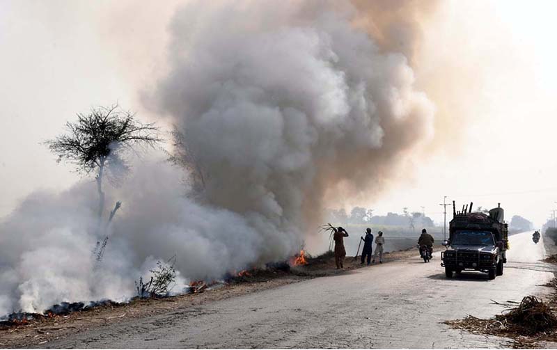 Farmers are burning their harvested crops near Larkana-Khairpur Road, the smoke of which may cause nuisance for passing vehicles