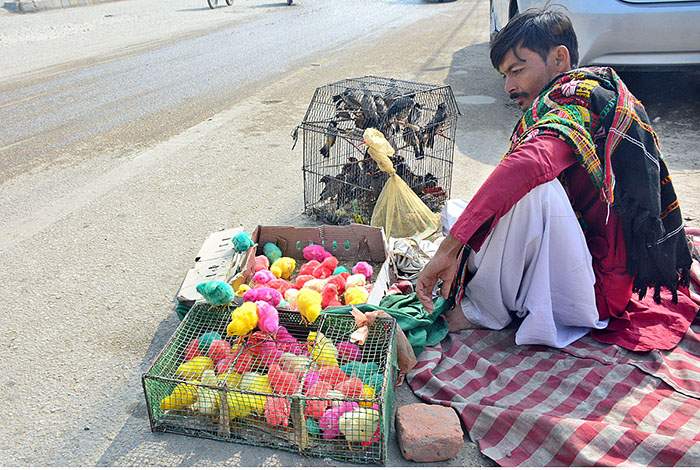 A vendor displaying chicks to attract the customers at Latifabad.
