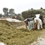 Workers busy packing sacks of animal fodder