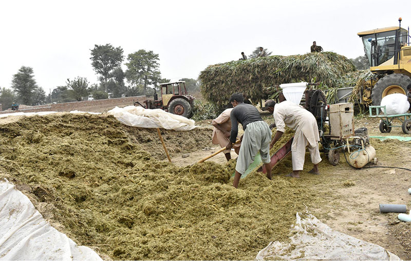 Workers busy packing sacks of animal fodder