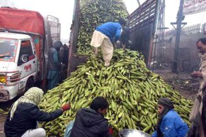 Labourers are unloading corn cobs from a delivery van at Vegetable Market