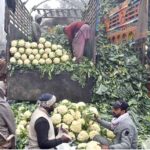 Labourers are unloading corn cobs from a delivery van at Vegetable Market