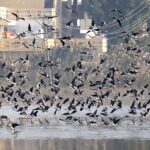 An attractive view of flocks of Siberian migratory birds flying over the pond at Jamshoro Road.