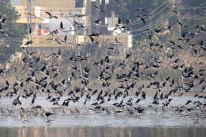 An attractive view of flocks of Siberian migratory birds flying over the pond at Jamshoro Road.