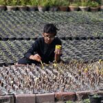 A nursery worker coloring the plant at local nursery.