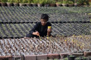 A nursery worker coloring the plant at local nursery.