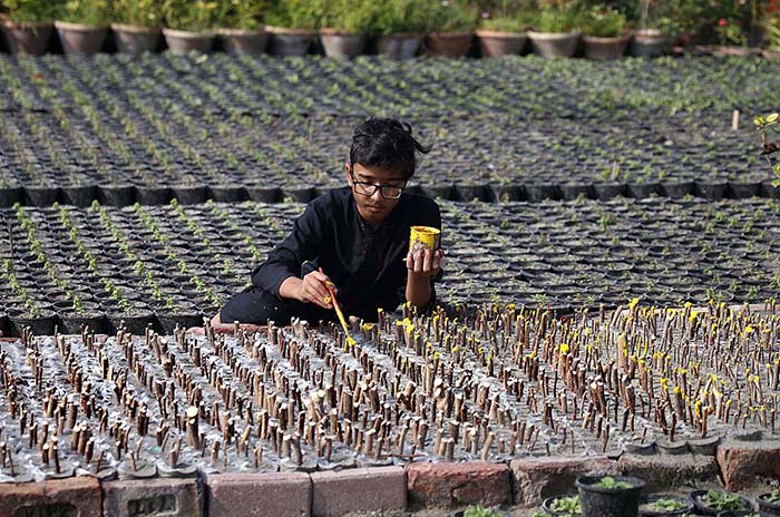 A nursery worker coloring the plant at local nursery. A nursery worker coloring the plant at local nursery.