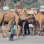 A gypsy lady is roaming in the city along with camels to sell camel milk