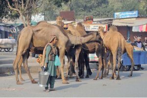 A gypsy lady is roaming in the city along with camels to sell camel milk