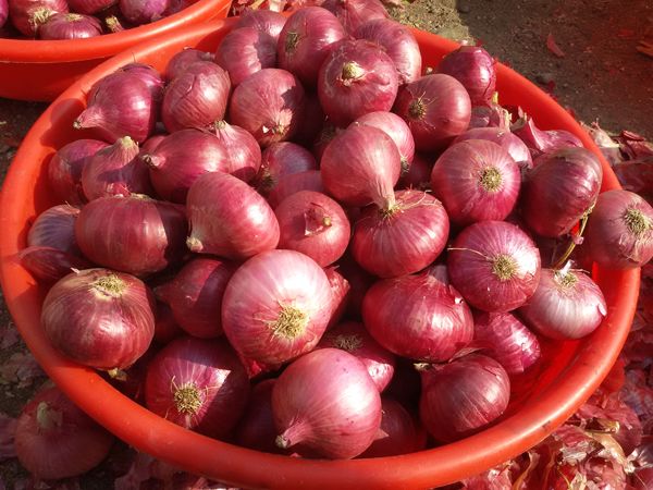 PFVA for carrying R&D to develop onion varieties with longer shelf life