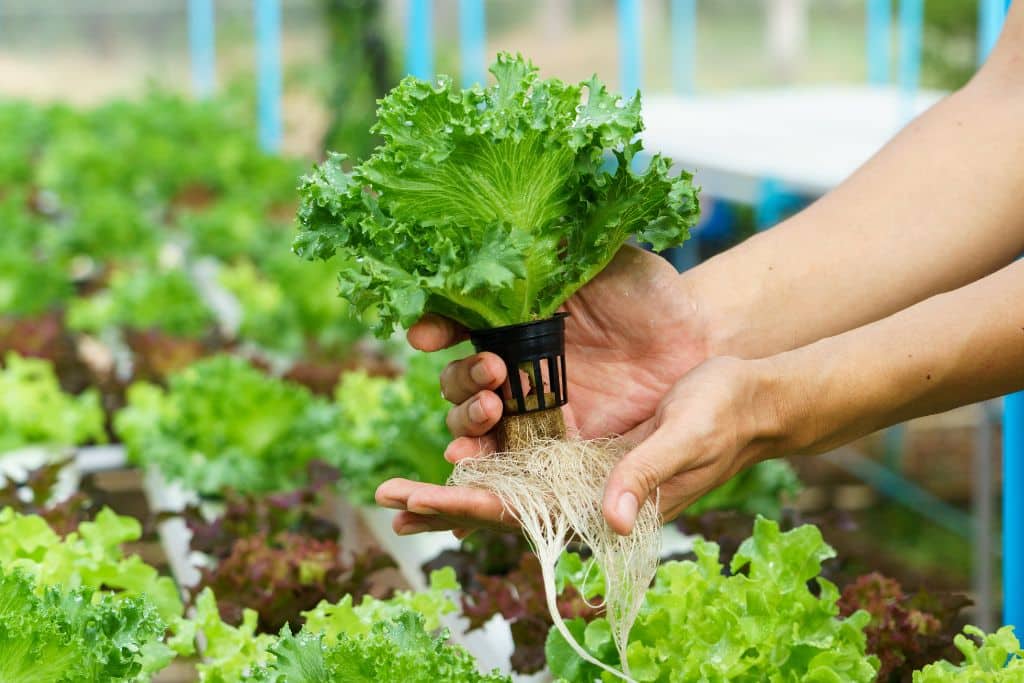 Hydroponic Technology: Key driver for economic returns from vegetables, fruits