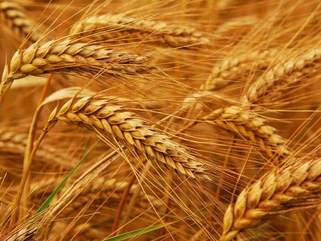 Wheat