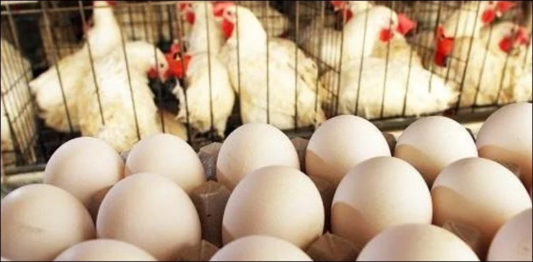 Chicken, eggs prices reach at Rs 432 per kg, Rs 420 per dozen