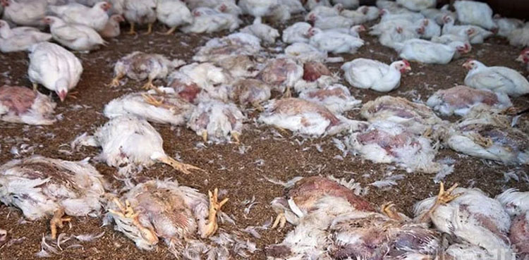 5 mound dead chicken seized, five held