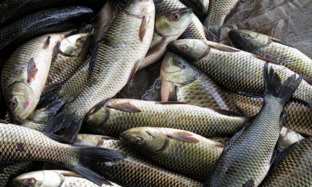 Winter brings boom to fish trade in Khyber Pakhtunkhwa