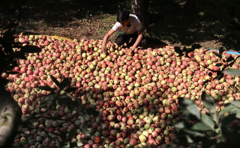 Apple farmers in occupied Kashmir face uncertainty