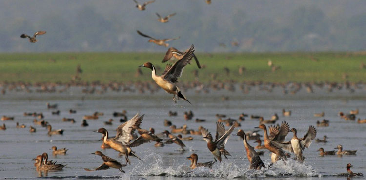 Pakistani student contributes to China's migratory bird conservation efforts