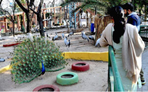 People enjoy peacock dance during their visit to Bird Aviary at Lake View Park
