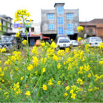 Mustard flowers blooming along the roadside green belt marks spring in the city