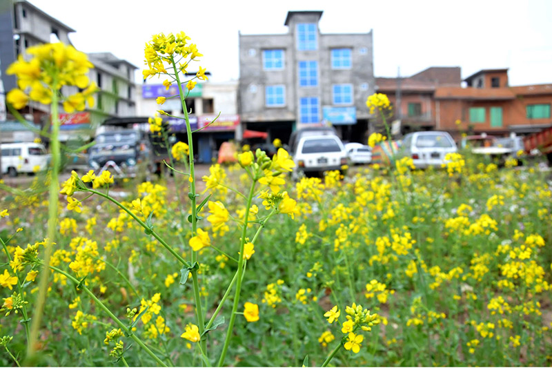 Mustard flowers blooming along the roadside green belt marks spring in the city