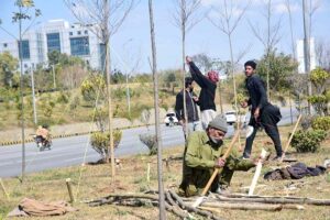 CDA Workers tightening ropes to save the trees on the green belt as the fast wind blows.