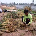 Nursery workers busy in arranging plants at local nursery in Federal Capital.