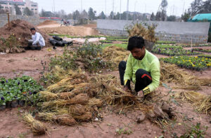 Nursery workers busy in arranging plants at local nursery in Federal Capital.