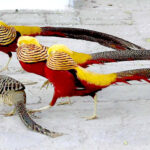People enjoy peacock dance during their visit to Bird Aviary at Lake View Park