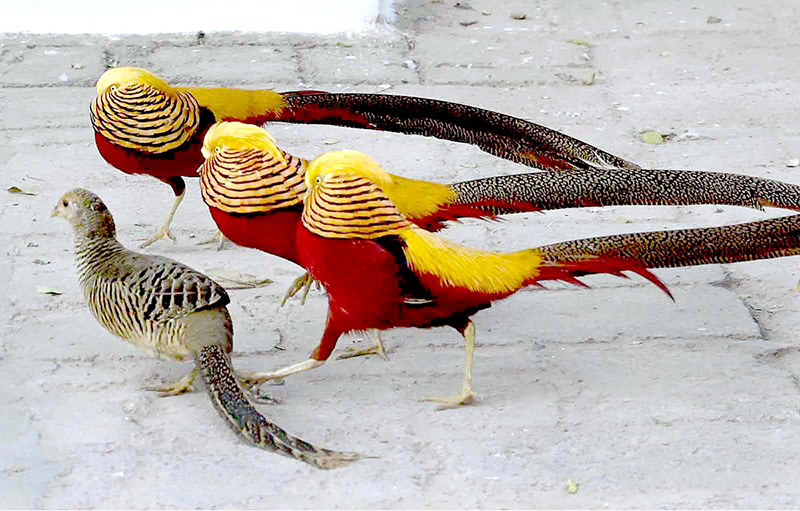 People enjoy peacock dance during their visit to Bird Aviary at Lake View Park