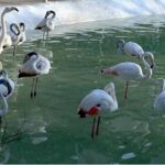 A beautiful view of Flamingos on pond at Lake View Park