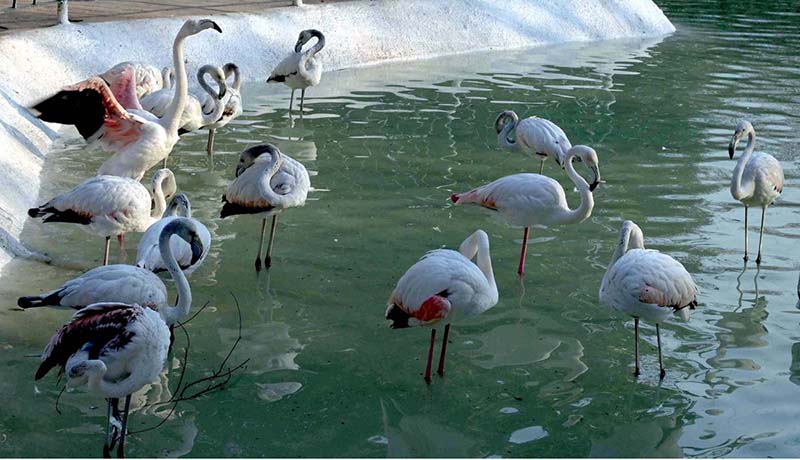 A beautiful view of Flamingos on pond at Lake View Park