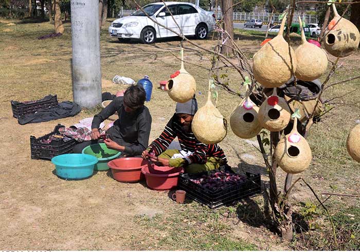 A vendor displaying nests to attract customers at his roadside setup at H-9 in the Federal Capital.