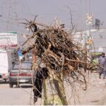 Elder woman carrying dry wood branches on her head for domestic use