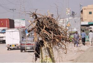 Elder woman carrying dry wood branches on her head for domestic use